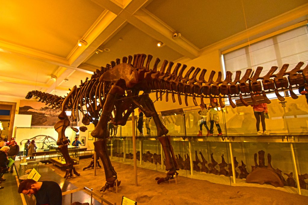 El titanosaurio del Museo Americano de Historia Natural