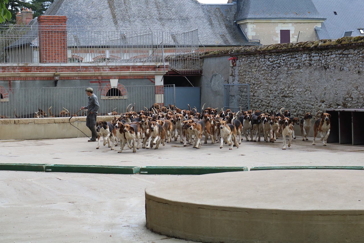 Jauría de perros en el Château de Cheverny